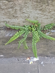 Asplenium trichomanes