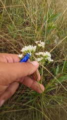 Solidago ptarmicoides