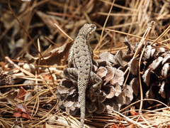 Sceloporus occidentalis longipes