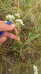 Solidago ptarmicoides