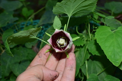 Codonopsis javanica japonica