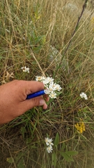 Solidago ptarmicoides