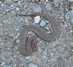 Gloydius ussuriensis