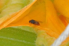 Milichiidae