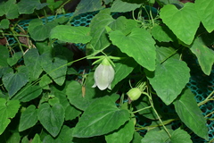 Codonopsis javanica japonica