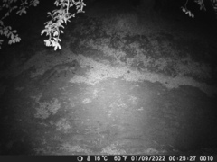 Vulpes vulpes crucigera