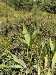 Allium victorialis