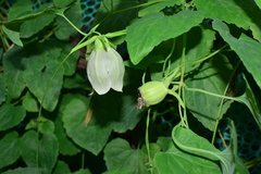 Codonopsis javanica japonica