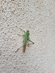 Schistocerca shoshone