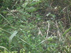 Emberiza spodocephala
