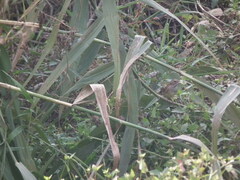 Emberiza spodocephala