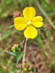 Ludwigia maritima