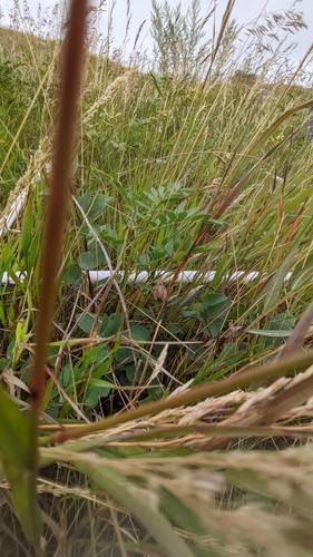 Boreal Chorus Frog photographed in North Dakota