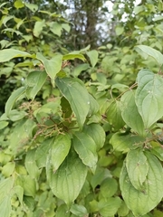 Cornus drummondii