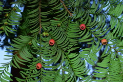 Taxus chinensis