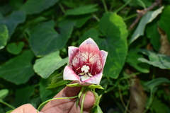 Codonopsis javanica japonica
