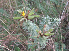 Chamaecytisus austriacus