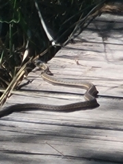 Thamnophis elegans