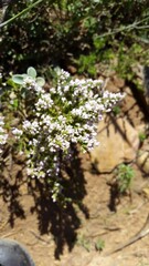 Erica paniculata