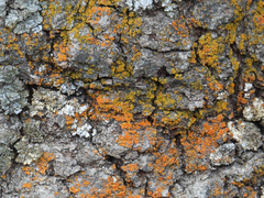 Xanthomendoza