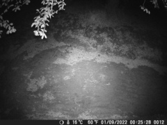 Vulpes vulpes crucigera