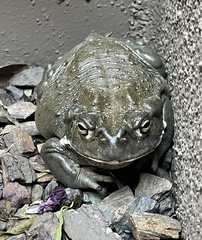 Incilius alvarius
