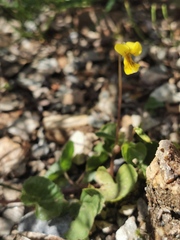 Viola biflora