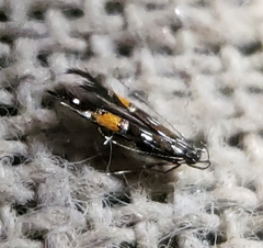 Cosmopterix