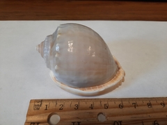 Phalium bandatum