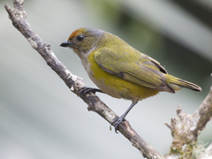 Euphonia xanthogaster