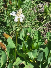 Anemopsis californica