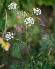 Cenolophium denudatum