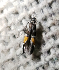 Cosmopterix