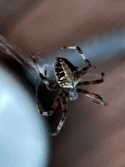 Neoscona domiciliorum