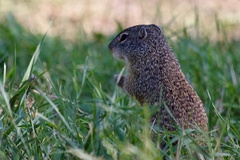 Poliocitellus franklinii