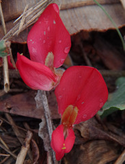 Kennedia prostrata