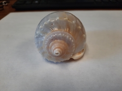 Phalium bandatum