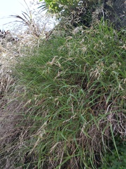 Capillipedium kwashotensis