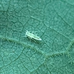 Heteroptera