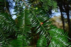 Taxus chinensis