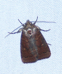 Pseudorthodes vecors