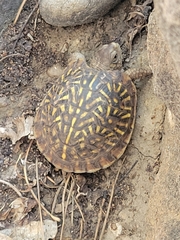 Terrapene ornata
