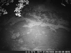 Vulpes vulpes crucigera