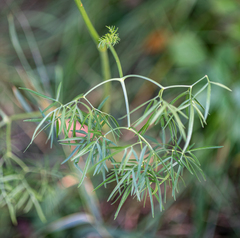 Cenolophium denudatum