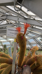 Cleistocactus winteri