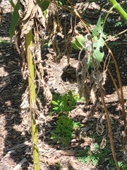 Aspidoscelis neomexicanus