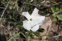 Mandevilla hypoleuca