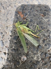Tettigonia viridissima