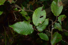 Carpinus putoensis