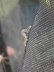 Trichordestra legitima